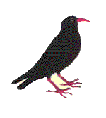 chough
